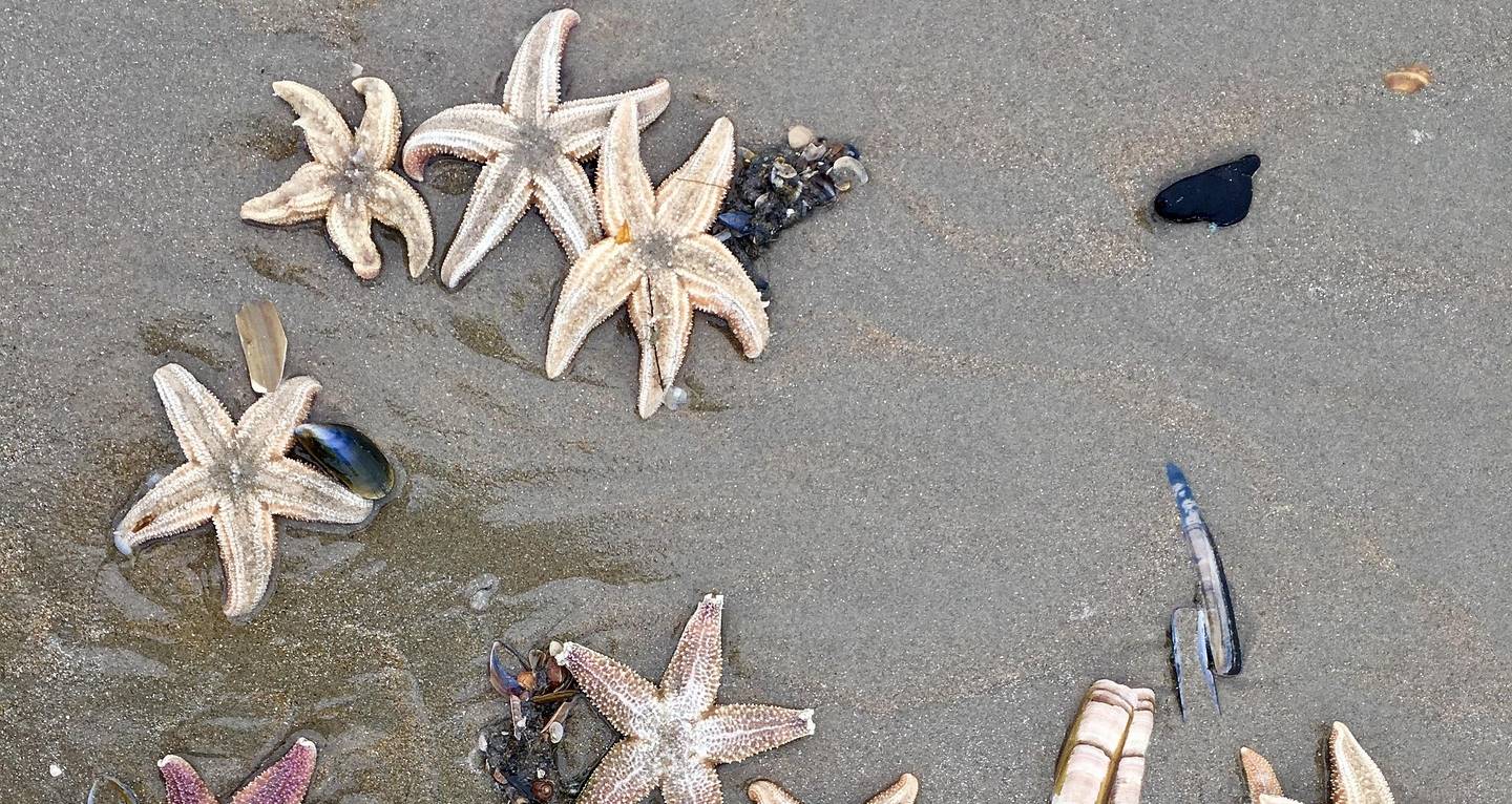 Duizenden zeesterren aangespoeld langs Nederlandse kust
