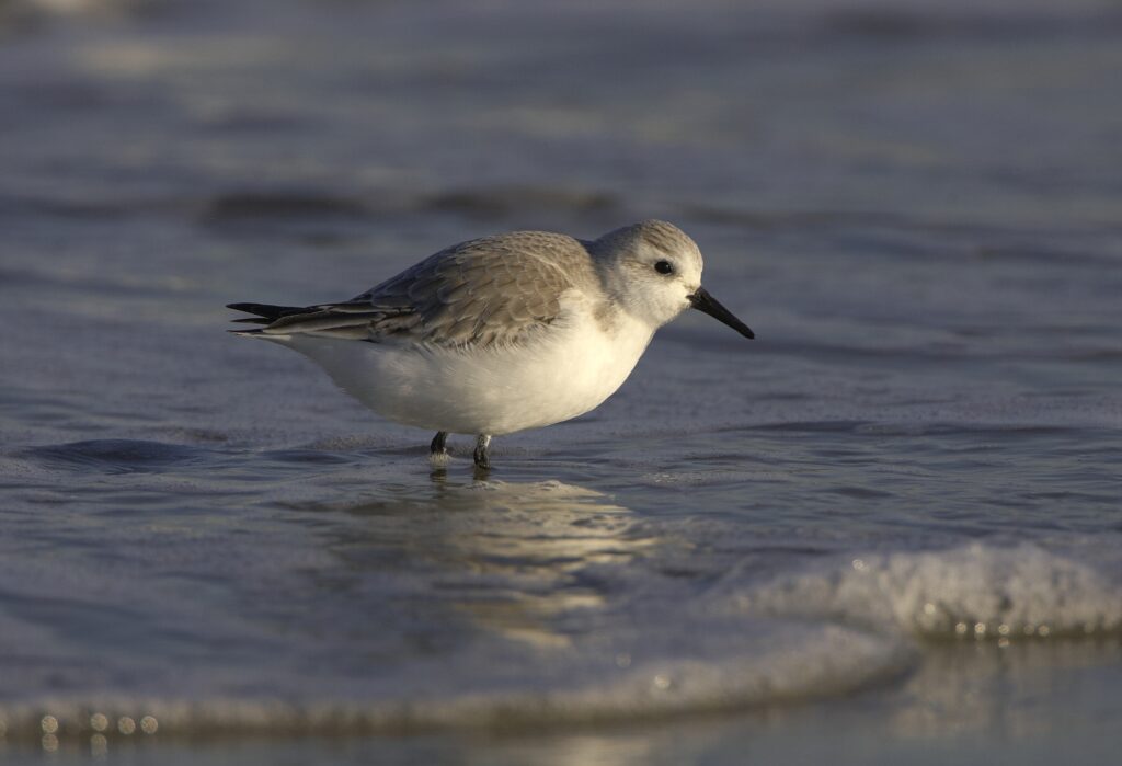 Vandaag in het duin: Op zoek naar de drieteenstrandloper