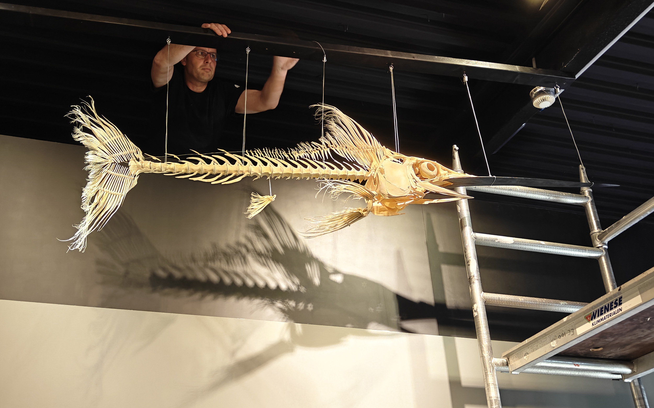 Skelet zwaardvis bij Ecomare