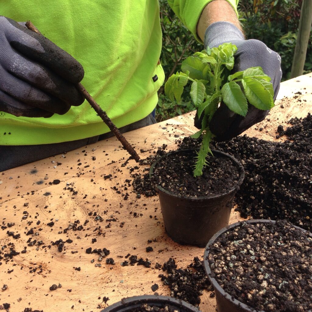 Tuintip augustus: stek nu je favoriete planten voor volgend jaar