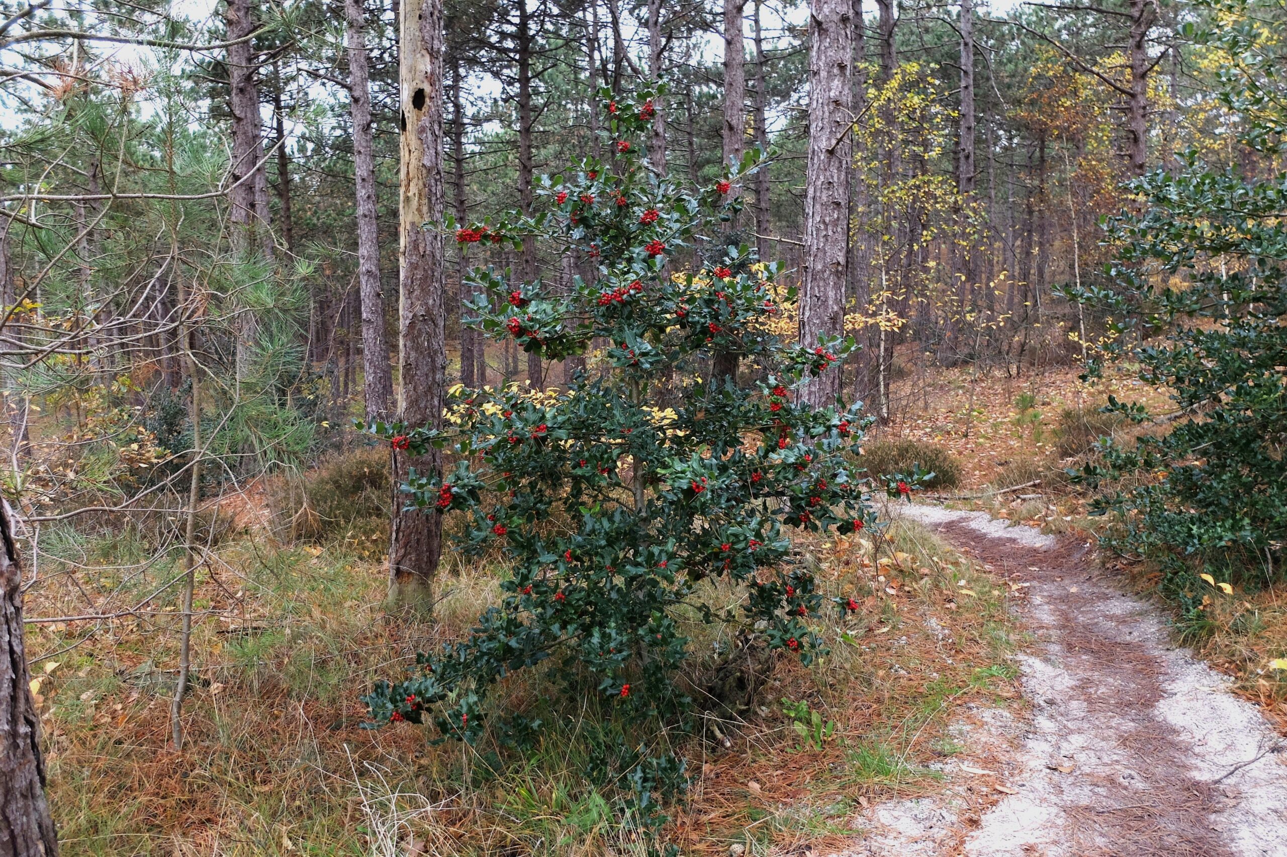 Vandaag in het Duin: op zoek naar hulst