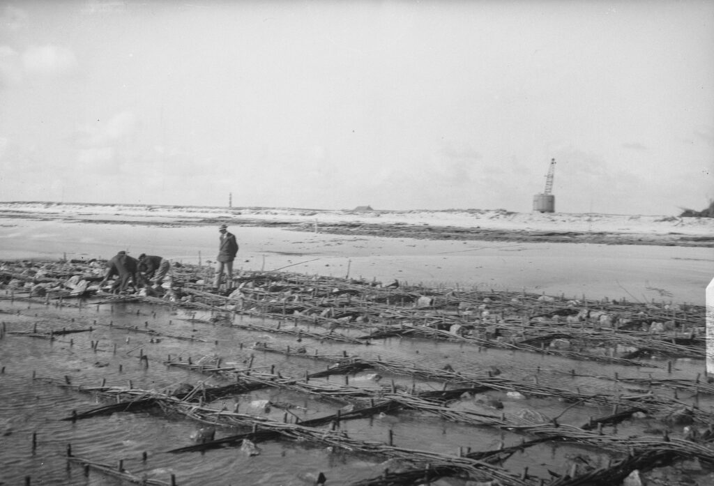 Werkzaamheden tegen duinafslag op het strand bij Hollum, 1949