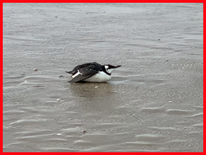 Tientallen dode zeekoeten op strand