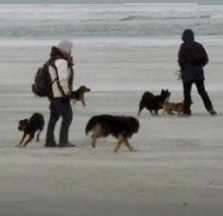 Roedelwandelingen op Ameland