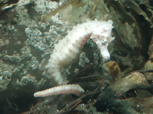 zeepaardje
