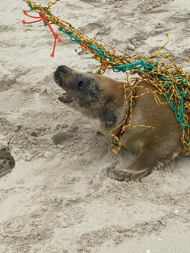 zeehond