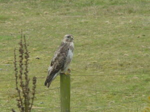 Buizerd