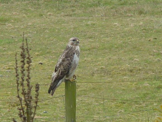 Buizerd