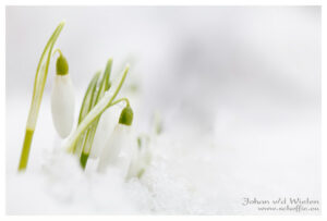 Sneeuwklokje