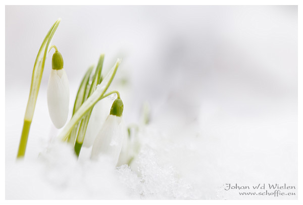 Sneeuwklokje