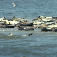 Populatie Gewone Zeehonden in Waddenzee stabiel