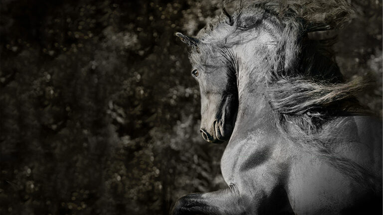 Fries paard