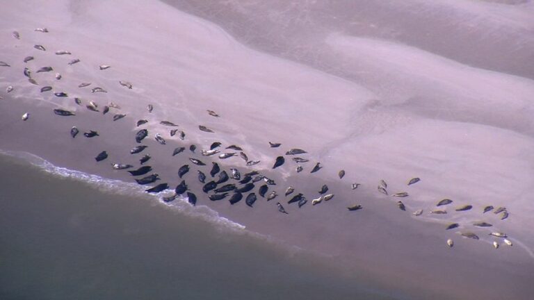 Zeehonden