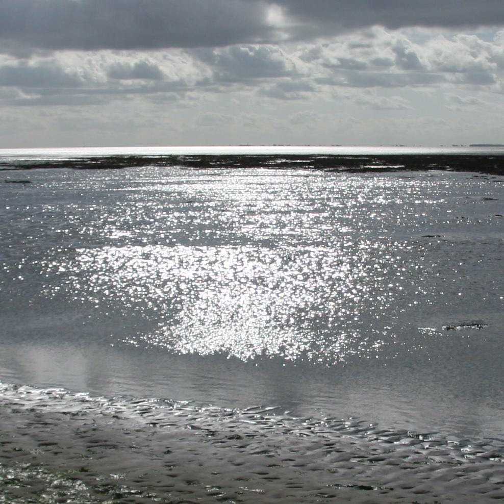 Waddenzee zwakke schakel op trekroute