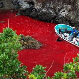 Geen Dierendag voor dolfijnen in Taiji
