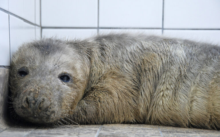 Texel