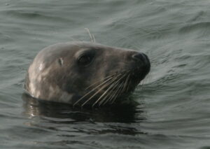 Verstoringsonderzoek grijze zeehonden