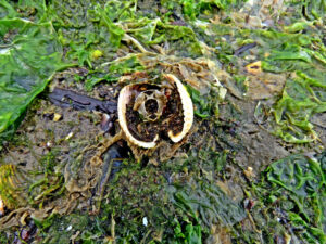 24. Mijn Ameland Foto