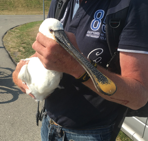 Lepelaar in de problemen