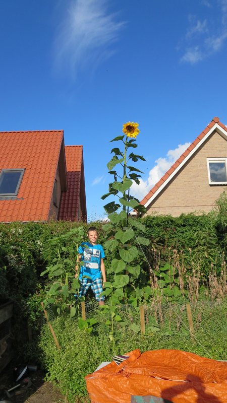 Zonnebloem
