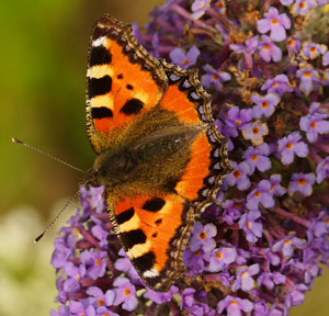 Help uw tuin aan meer vlinders