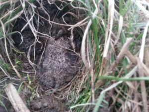 Haasjes in het veld bij Buren