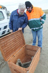 Zieke zeehond
