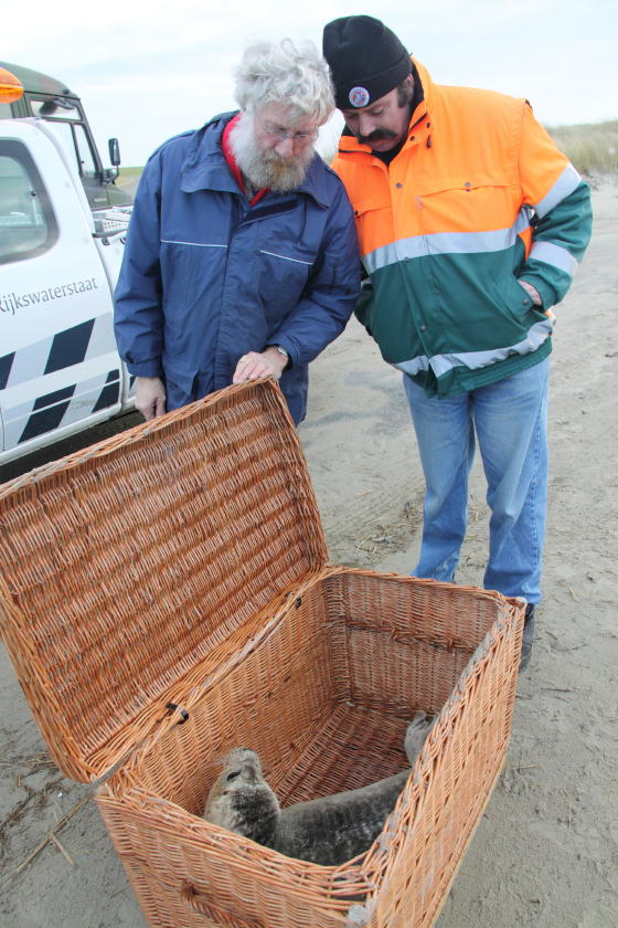 Zieke zeehond