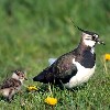 Einde kievitseizoeken op Ameland?