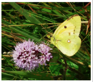 Luzernevlinder op Ameland