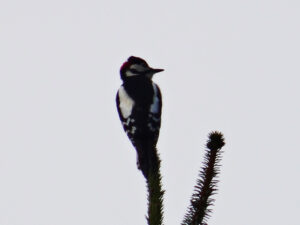 Middelste bonte specht