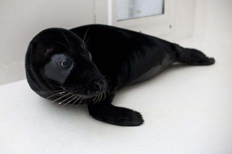 Zwarte zeehond