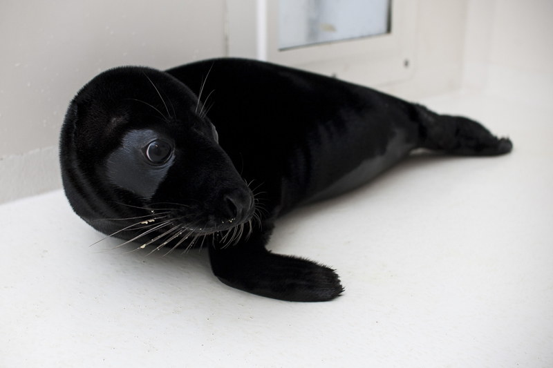 Zwarte zeehond