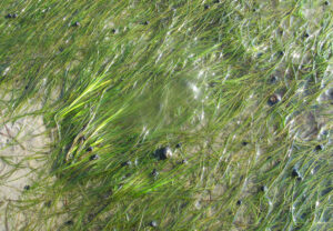 Zeegras in de Waddenzee
