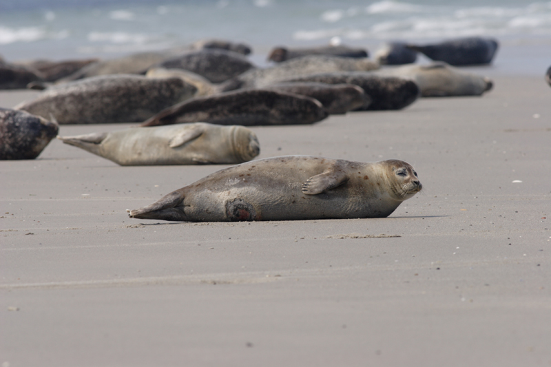 Zeehondenpups hebben behoefte aan rust