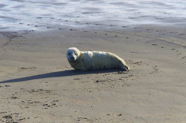 Grijze zeehond