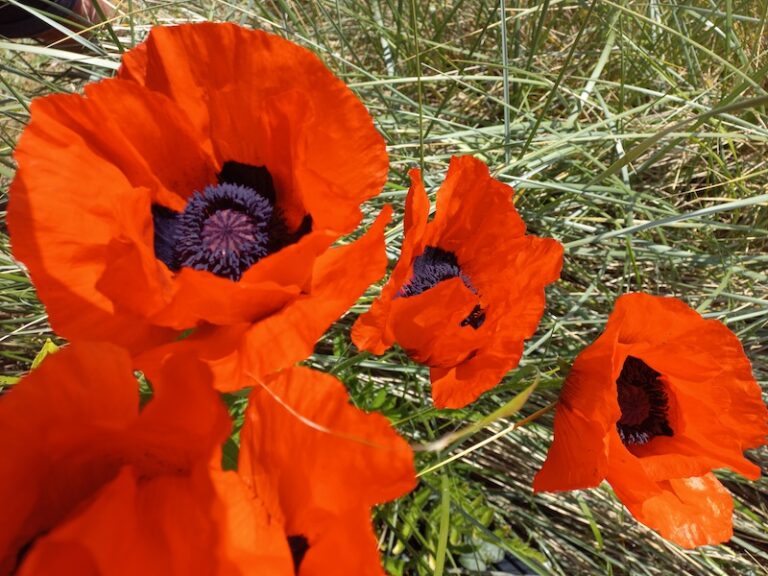 45. Mijn Ameland Foto