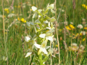 Welriekende nachtorchis