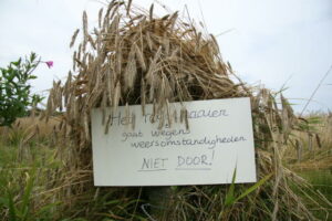 Geen rogge maaien bij Ballum