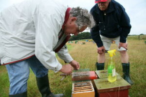 Buckfastbij op Ameland