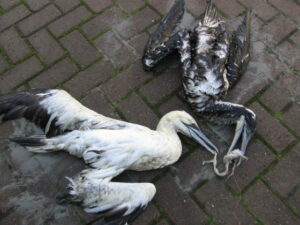 Strandvondst op Ameland