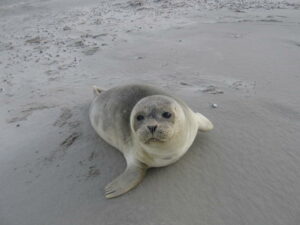 Zeehond op het strand