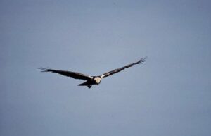 Opvang Roofvogels Ameland stopt