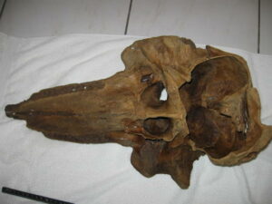 Strandvondst tuimelaar