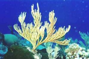 Koraalrif boven Ameland