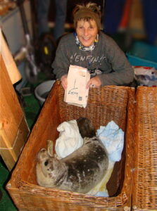 Eerste zeehond van 2009