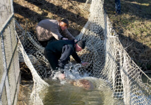 Zeehonden ontsnapt Foto Zeehondencr&egrave;che