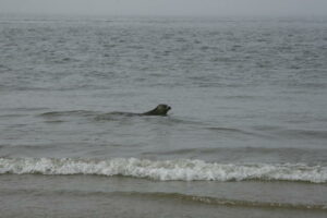 Zeehonden terug in Waddenzee