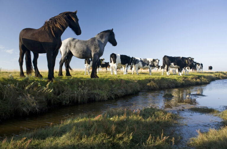 Boeren op Terschelling Foto Anne Zorgdrager