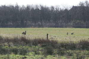 Spring in't veld